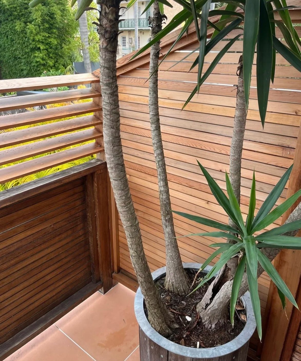 Trade assistants installing cedar screen